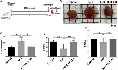 Dangshen Erling Decoction Ameliorates Myocardial Hypertrophy via Inhibiting Myocardial Inflammation